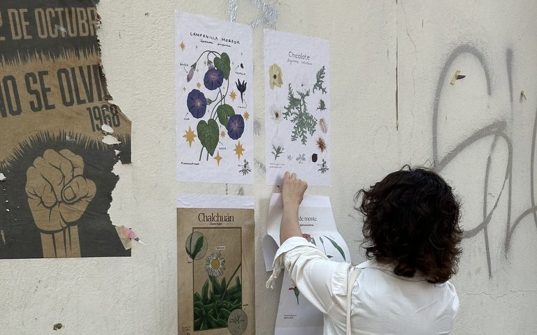 La ilustradora Lolbé pega carteles de plantas nativas, como la campanilla morada y el chicalote, en un muro de la ciudad